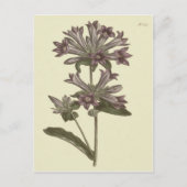 Geclusterde Botanische Illustratie van Bellflower Briefkaart (Voorkant)