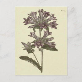 Geclusterde Botanische Illustratie van Bellflower Briefkaart
