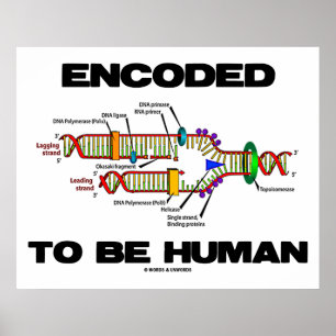 gecodeerd om menselijk te zijn (DNA-replicatie) Poster