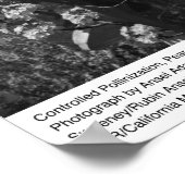 Gecontroleerde Pollinization, Pear Orchard, UCD, 1 Poster (Hoek)