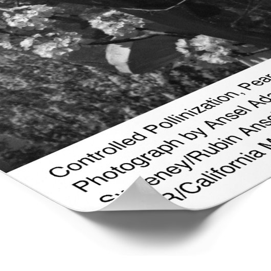 Gecontroleerde Pollinization, Pear Orchard, UCD, 1 Poster (Hoek)