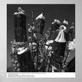 Gecontroleerde Pollinization, Pear Orchard, UCD, 1 Poster (Voorkant)