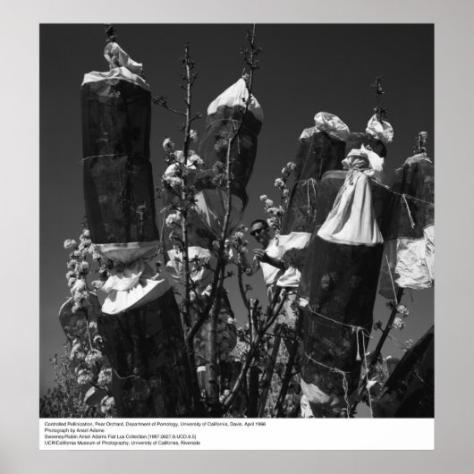 Gecontroleerde Pollinization, Pear Orchard, UCD, 1 Poster (Voorkant)