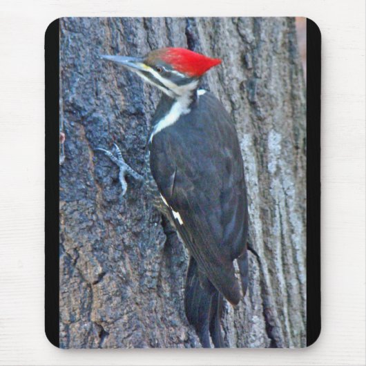 Gecoördineerde items in pileed Woodpecker Muismat (Voorkant)