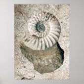 GECRACKEERDE NAUTILUS SHELL POSTER (Voorkant)
