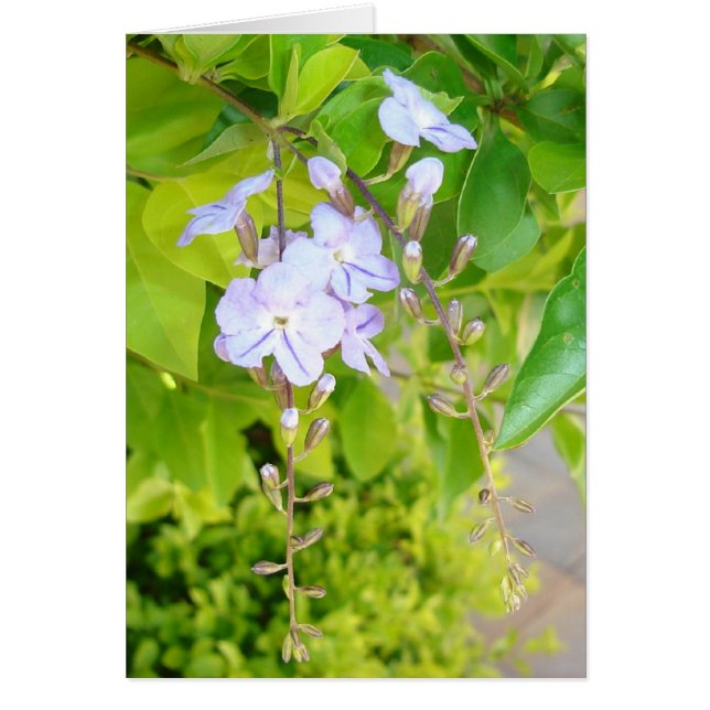 Gedachten over de lente v2 (Voorkant)