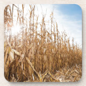 Gedeeltelijk geoogste Corn-veld Bier Onderzetter (Voorkant)