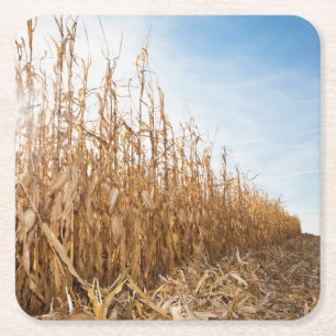 Gedeeltelijk geoogste Corn-veld Kartonnen Onderzetters