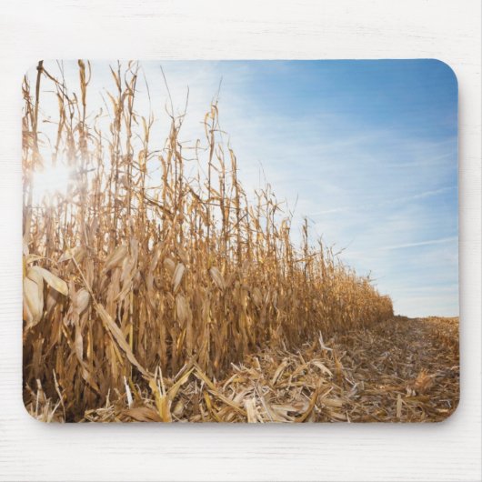Gedeeltelijk geoogste Corn-veld Muismat (Voorkant)