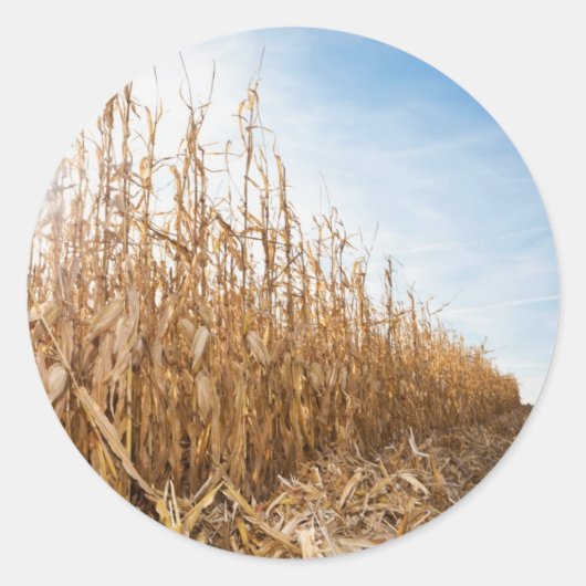 Gedeeltelijk geoogste Corn-veld Ronde Sticker (Voorkant)