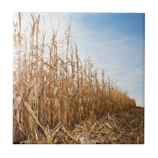 Gedeeltelijk geoogste Corn-veld Tegeltje (Voorkant)