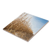 Gedeeltelijk geoogste Corn-veld Tegeltje (Zijkant)