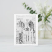 Gedeeltelijk ribben en bekken skeletdiagram briefkaart (Staand voorkant)