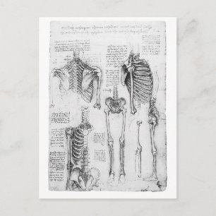Gedeeltelijk ribben en  bekken skeletdiagram briefkaart