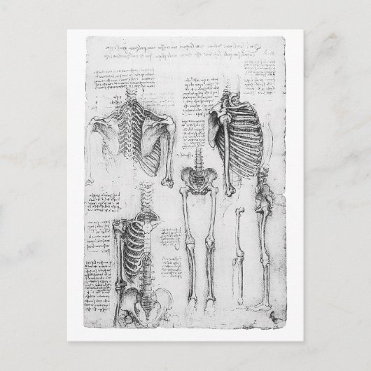 Gedeeltelijk ribben en bekken skeletdiagram briefkaart (Voorkant)