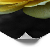 Gedeeltelijke kleur gele rozenbloem poster (Hoek)