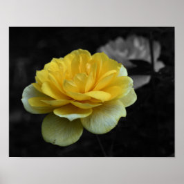 Gedeeltelijke kleur gele rozenbloem poster