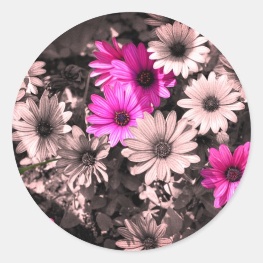 Gedeeltelijke kleur van Afrikaanse Daisies Ronde Sticker (Voorkant)