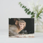 Gedekte aap met grote ogen briefkaart (Staand voorkant)