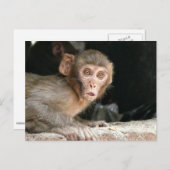 Gedekte aap met grote ogen briefkaart (Voorkant / Achterkant)