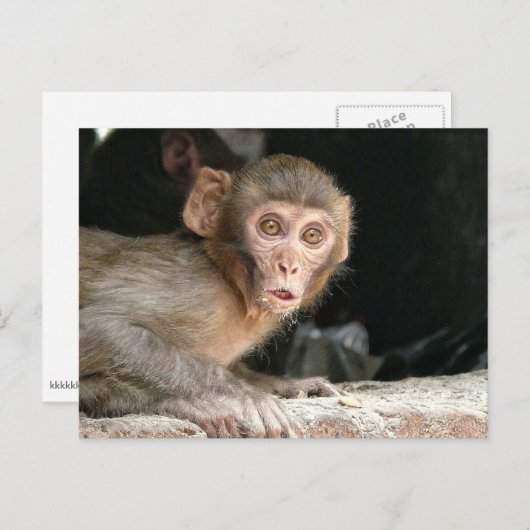 Gedekte aap met grote ogen briefkaart (Voorkant / Achterkant)