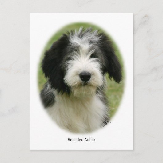 Gedekte collie 9Y049D-018 Briefkaart (Voorkant)