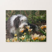 Gedekte collie in de lente legpuzzel (Horizontaal)