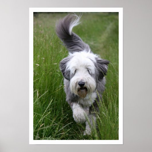 Gedekte collie in Tall Grass Poster (Voorkant)