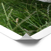 Gedekte collie in Tall Grass Poster (Hoek)