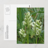 Gedekte damesjurken, Unalaska Island Briefkaart (Voorkant / Achterkant)
