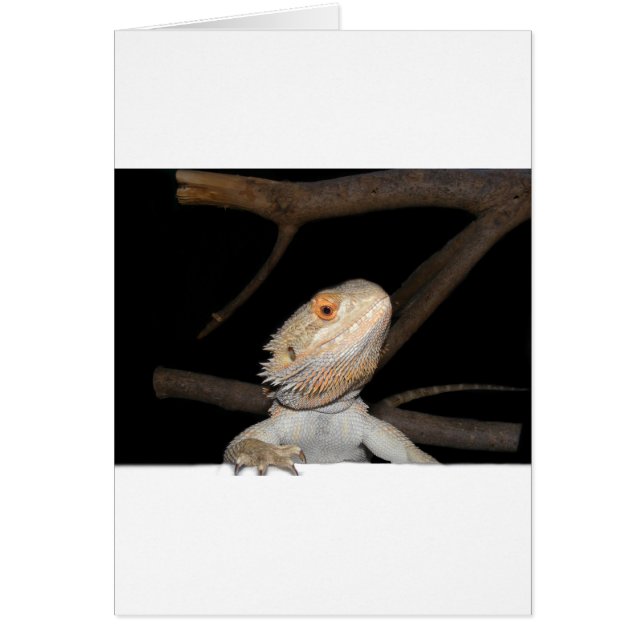 Gedekte draak 2 (Voorkant)