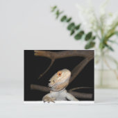 Gedekte draak 2 briefkaart (Staand voorkant)