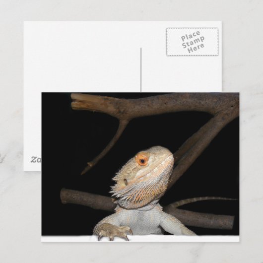 Gedekte draak 2 briefkaart (Voorkant / Achterkant)