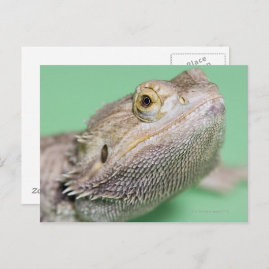 Gedekte draak 2 briefkaart (Voorkant / Achterkant)