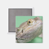 Gedekte draak 2 magneet (Voorkant / Achterkant)