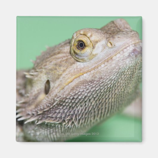 Gedekte draak 2 magneet (Voorkant)