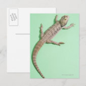 Gedekte draak briefkaart (Voorkant / Achterkant)