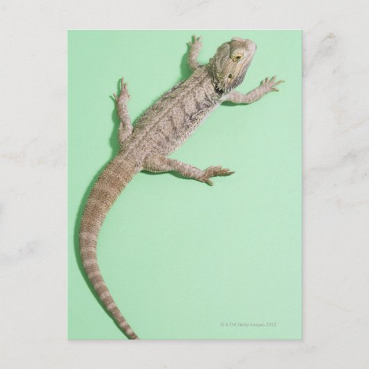 Gedekte draak briefkaart (Voorkant)