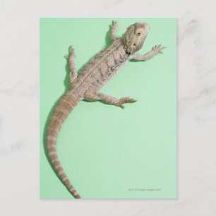 Gedekte draak briefkaart