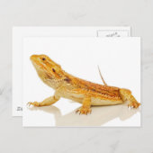 Gedekte draak briefkaart (Voorkant / Achterkant)