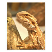 Gedekte draak foto afdruk (Voorkant)