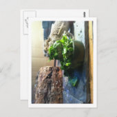 Gedekte draak geniet van salade briefkaart (Voorkant / Achterkant)