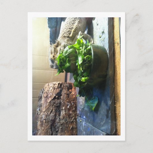 Gedekte draak geniet van salade briefkaart (Voorkant)