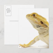 Gedekte draak (Pogona Vitticeps) Briefkaart (Voorkant / Achterkant)