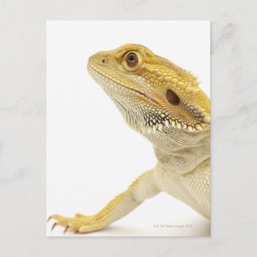 Gedekte draak (Pogona Vitticeps) Briefkaart (Voorkant)