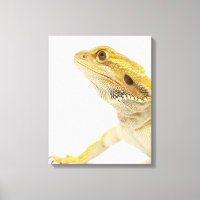 Gedekte draak (Pogona Vitticeps)