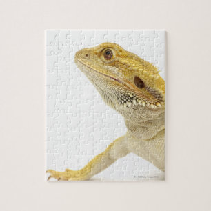 Gedekte draak (Pogona Vitticeps) Legpuzzel