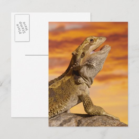 Gedekte draak (Pogona Vitticeps) op de steen Briefkaart (Voorkant / Achterkant)