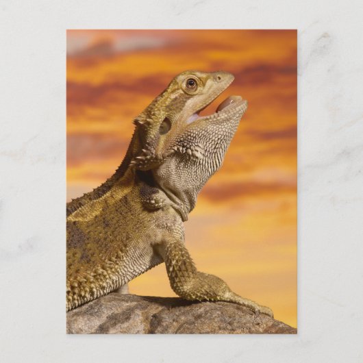 Gedekte draak (Pogona Vitticeps) op de steen Briefkaart (Voorkant)