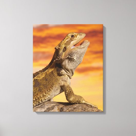 Gedekte draak (Pogona Vitticeps) op de steen Canvas Afdruk (Voorkant)